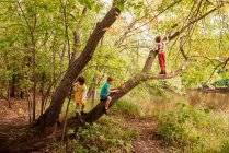 Trois enfants dans la forêt grimpant à un arbre, États-Unis — Photo de stock