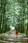 Мальчик идет по лесной тропинке, Голландия — стоковое фото