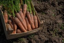 Свежая морковь в ящике на открытом воздухе — стоковое фото