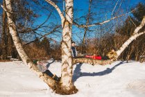 Трое детей сидят на дереве, США — стоковое фото