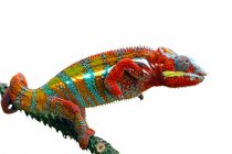 Side view of Panther chameleon on a branch, white background — Stock Photo