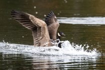 Ganso de Canadá aterrizaje en el lago, la vida silvestre - foto de stock