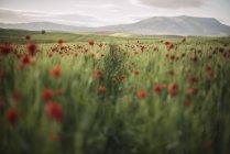 Malerischer Blick auf Weizenfeld mit Mohn, Granada, Andalusien, Spanien — Stockfoto