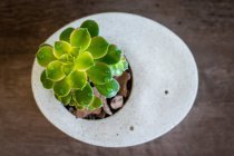 Суккулентное растение в бетонной вазе, вид вблизи — стоковое фото