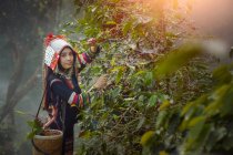 Donna che raccoglie chicchi di caffè, Thailandia — Foto stock