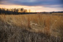 Собака біжить у трав'яному полі на заході сонця — стокове фото