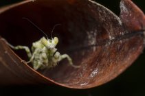 Praying mantis on a leaf, selective focus macro shot — Stock Photo