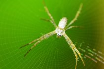 Gros plan d'une araignée sur une toile d'araignée, mise au point sélective macro shot — Photo de stock