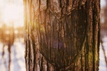 Vista de cerca de la forma del corazón tallada en un tronco de árbol, Estados Unidos - foto de stock