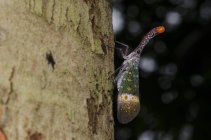 Lanternfly on a tree, selective focus macro shot — Stock Photo