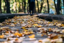 Vue panoramique sur les feuilles d'automne sur un sentier en bois, Biélorussie — Photo de stock