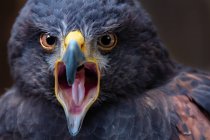 Ritratto di un Harris Hawk, sfondo sfocato — Foto stock