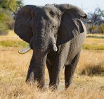Vista panoramica di maestoso elefante a piedi in Botswana — Foto stock