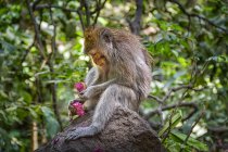 Un mono de cola larga balinés sentado en un árbol comiendo en el santuario del bosque del mono asustado, Ubud, Bali, Indonesia - foto de stock
