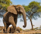 Мальовничий вид на величні слона, waterhole, Ботсвани — стокове фото