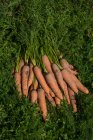 Вид сверху стопки свежесобранной моркови — стоковое фото