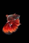Porträt eines Beta-Fisches, der im dunklen Wasser schwimmt — Stockfoto