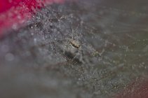 Gros plan d'une araignée dans une toile d'araignée couverte de rosée, mise au point sélective macro shot — Photo de stock
