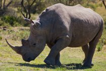 Portrait of a rhinoceros walking at nature, South Africa — Stock Photo