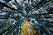 Vista de ângulo baixo de um pinheiro, Indonésia — Fotografia de Stock