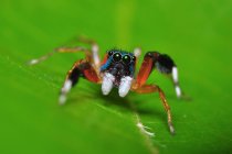 Close-up de uma aranha em uma folha, tiro macro de foco seletivo — Fotografia de Stock