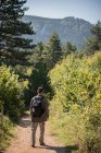Человек, гуляющий по лесу, Босния и Герцеговина — стоковое фото