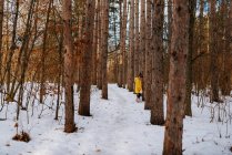 Девочка, гуляющая по лесу, Соединенные Штаты — стоковое фото