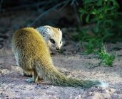 Retrato de um mangusto no deserto, close-up — Fotografia de Stock