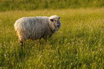 Primer plano de Retrato de una oveja de pie en un campo, Frisia Oriental, Baja Sajonia, Alemania - foto de stock
