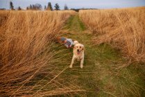 Sonriente niño siendo arrastrado por un campo por su perro, Estados Unidos - foto de stock
