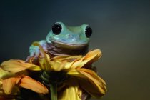 Дурна деревна жаба на квітці, розмитий фон — стокове фото