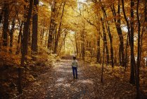 Хлопчик, що стоїть на стежці в лісі на початку осені, США. — стокове фото