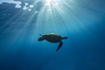 Turtle swimming underwater in sun lights — Stock Photo