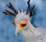 Portrait of a Secretary Bird, against blurred background — Stock Photo