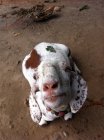 Primo piano Ritratto di capra che indossa una collana — Foto stock