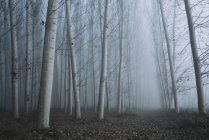 Vista panorámica del bosque en la niebla, Granada, Andalucía, España - foto de stock