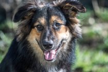 Портрет австралійської німецької пастуха собака хрест — стокове фото