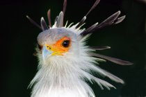 Portrait d'un secrétaire Bird, sur fond flou — Photo de stock