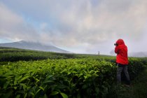 Vista trasera de una persona tomando una fotografía en una plantación de té, Indonesia - foto de stock
