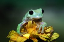 Смуглая древесная лягушка на цветке, размытый фон — стоковое фото