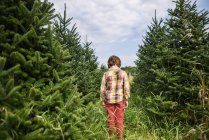 Vista trasera del niño de pie en una granja de árboles de Navidad - foto de stock