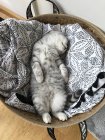 Overhead view of a Scottish shorthair kitten sleeping in a basket — Stock Photo