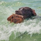 Собака плавает в океане с кокосом, крупным планом — стоковое фото