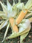 Pannocchie di mais fresche a terra, vista da vicino — Foto stock