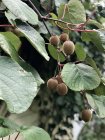 Плоды киви, растущие на киви, вид крупным планом — стоковое фото