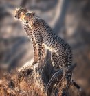 Vista panorámica de dos cachorros de guepardo de pie sobre una roca, Kenia - foto de stock