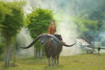 Жінка сидить на водяному буйволі в полі (Таїланд). — стокове фото