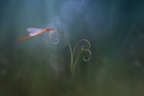 Nahaufnahme einer Damfliege an einer Pflanze, Indonesien — Stockfoto