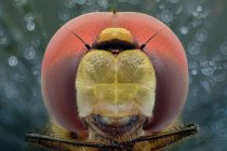 Extreme close-up of a dragonfly head, Indonesia — Stock Photo