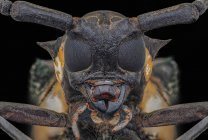 Extreme close-up of a Longhorn Beetle, Indonesia — Stock Photo